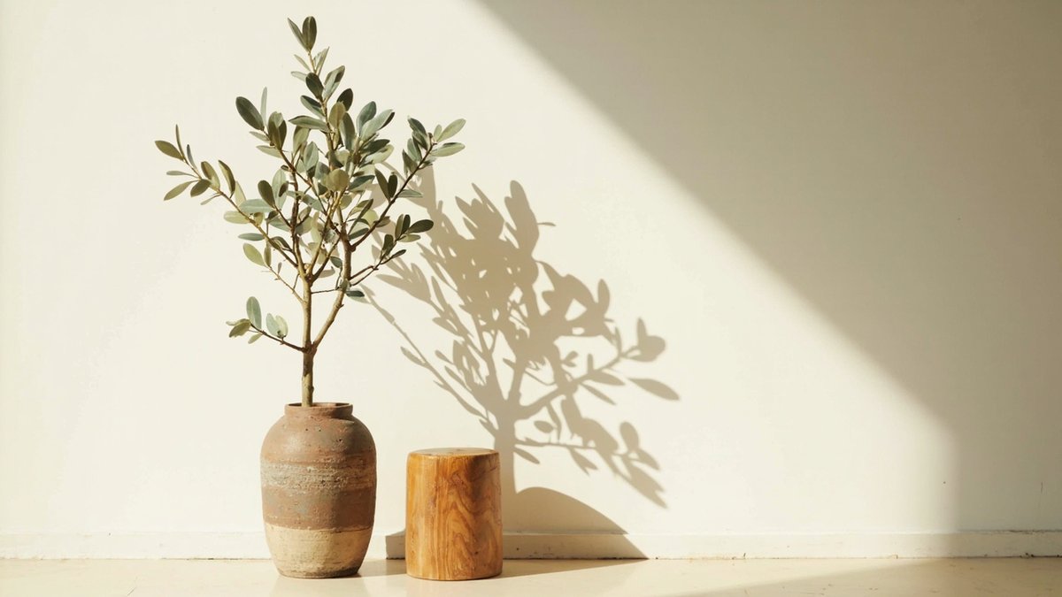 Illustrative concept design: small olive tree in a banded ceramic pot beside a round timber stool against a sunlit pale wall
