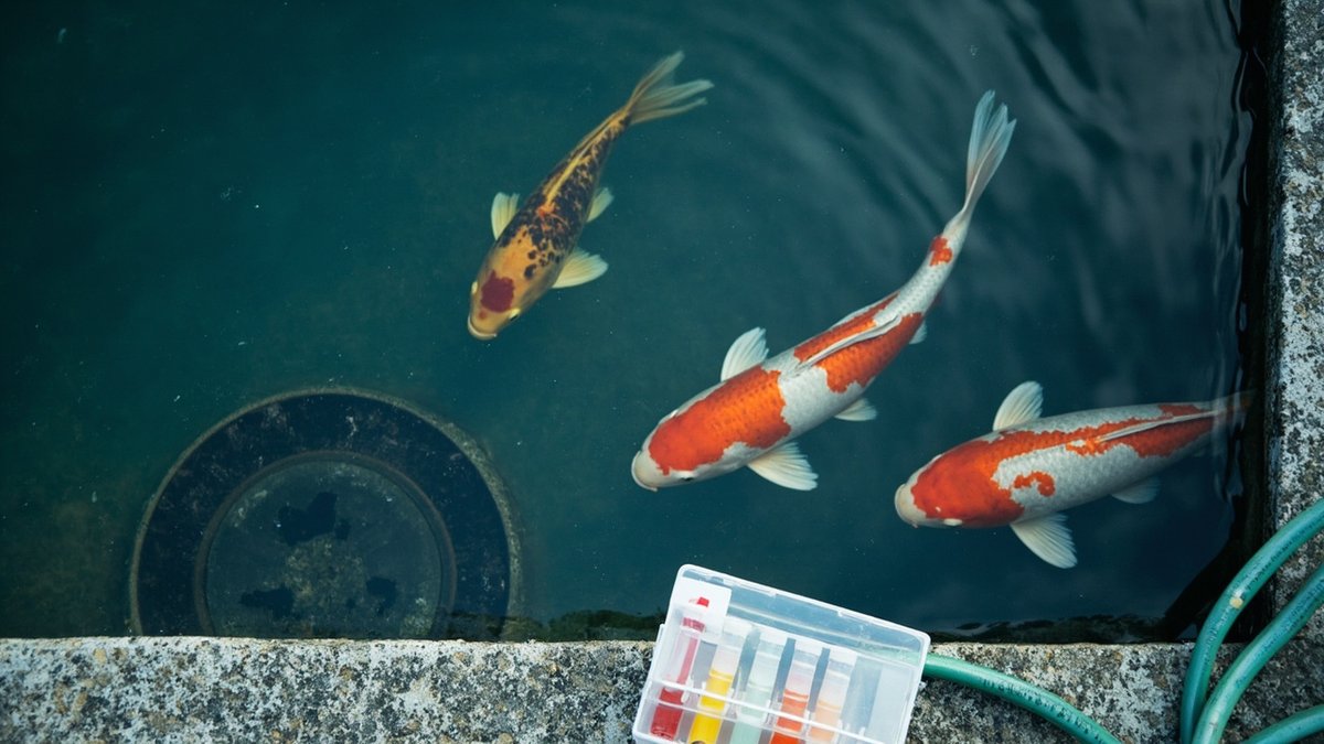 Koi gliding in a clear pond beside a water test kit on the granite coping